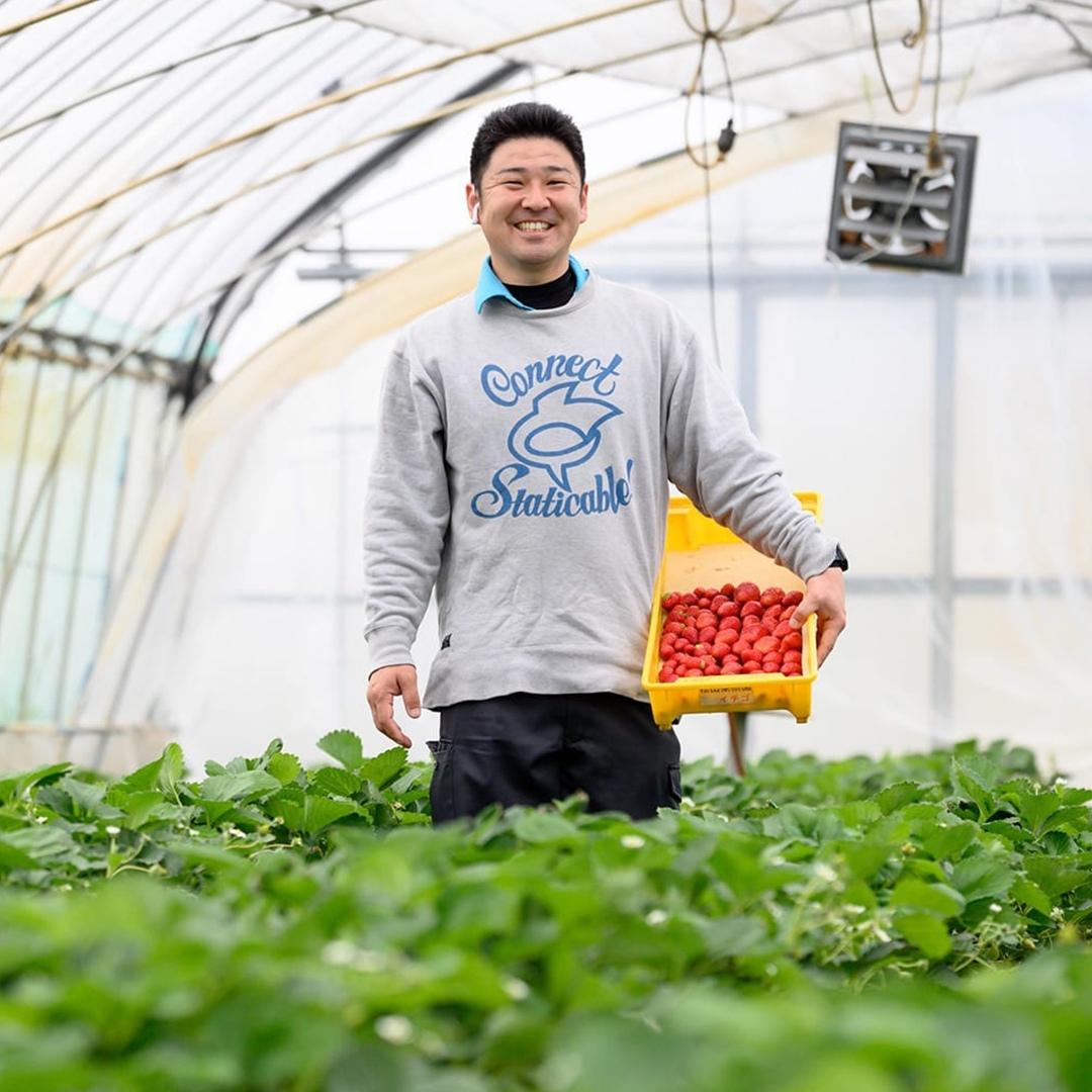 茨城県桜川市のふるさと納税 【2025年1月中旬】【定期コース】厳選いちご 2パック×3回【第２水曜発送】（茨城県共通返礼品／常陸太田市） フルーツ 苺 イチゴ いちご 新鮮 朝採れ 茨城県 桧山FRUITFARM [DY007sa]