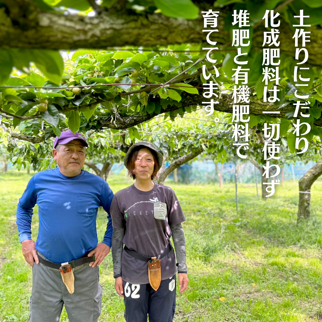 茨城県桜川市のふるさと納税 【 先行予約 】 茨城県産 梨 豊水 約5kg 6玉～12玉 (茨城県共通返礼品 かすみがうら市) (2024年8月中旬発送開始) 産地直送 久保田果樹園 フルーツ 甘い 直送 茨城 限定 ギフト 梨 豊水 ほうすい 果物 [DH002sa]