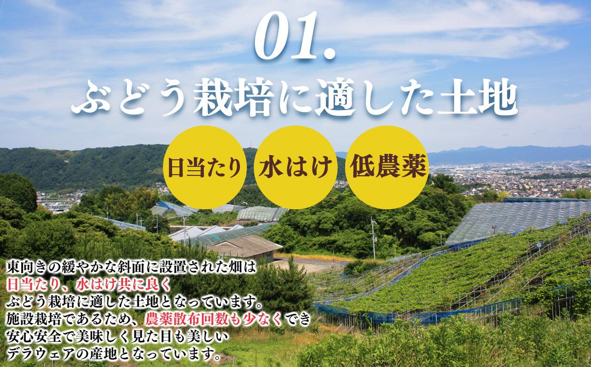 奈良県平群町のふるさと納税 【先行予約】 デラウェア L～2L （11～16房） 約2kg | フルーツ ぶどう 葡萄 ブドウ デラ ウェア 奈良県 平群町