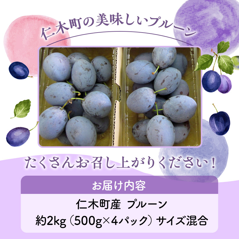 北海道仁木町のふるさと納税 先行受付 2024年9月から順次出荷 北海道仁木町産 プルーン 2kg（ サンプルーン ）厳選品 松山商店