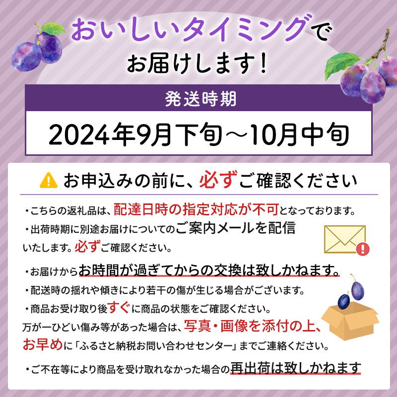 北海道仁木町のふるさと納税 先行受付 2024年9月から順次出荷 北海道仁木町産 プルーン 2kg（ サンプルーン ）厳選品 松山商店