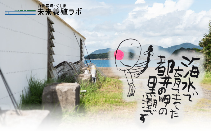 宮崎県串間市のふるさと納税 OTUCT-3【数量限定】超特大くしまの黒潮うなぎ蒲焼３尾(合計900g前後)【大田商店】