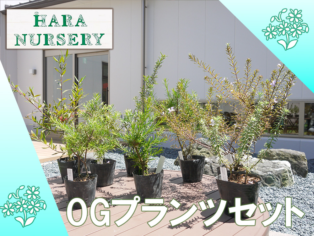 BS176_OGプランツセット　花 苗 植物 家庭菜園 花壇 プランター ガーデニング