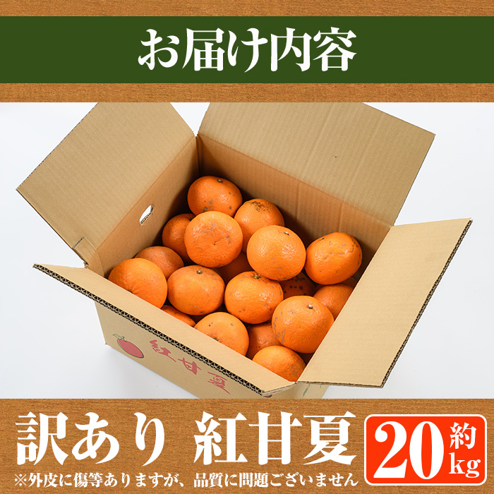 鹿児島県阿久根市のふるさと納税 ＜先行予約受付中！2025年1月中旬以降順次発送予定＞＜訳あり・傷有りの為＞紅甘夏(約20kg) 国産 果物 フルーツ 柑橘 期間限定 紅甘夏【桐野柑橘株式会社】a-12-327-z