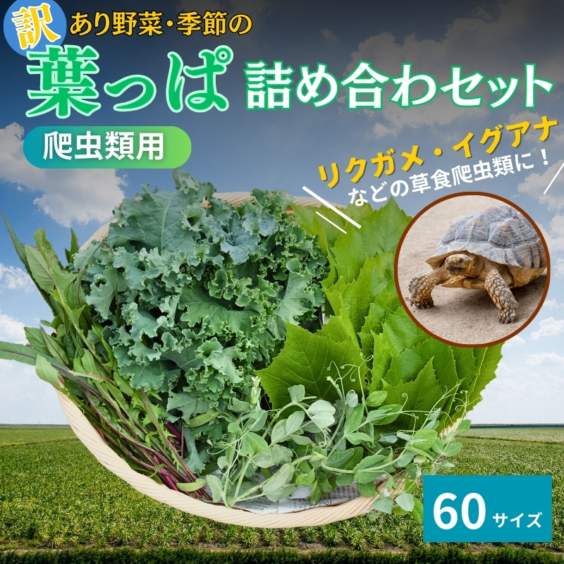 【爬虫類用】訳あり野菜と季節の葉っぱ詰め合わせ【60サイズ】