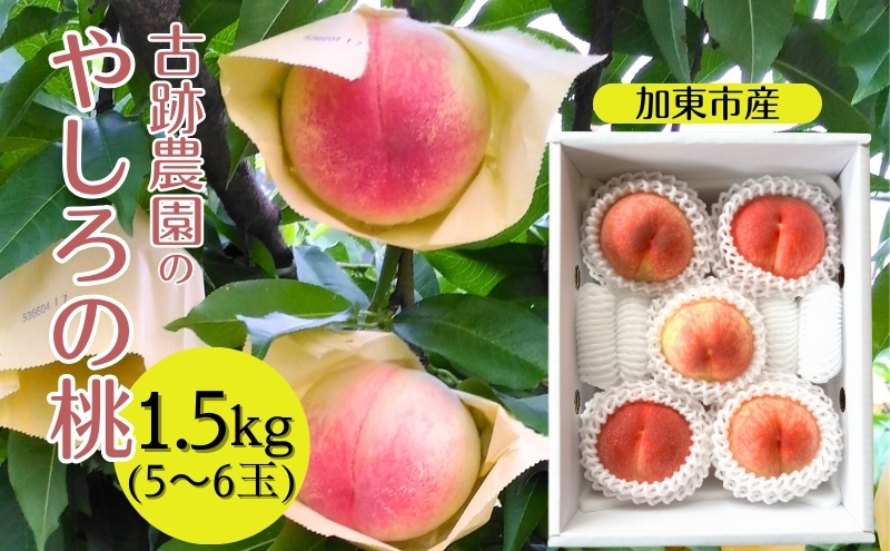 桃 加東市産 古跡農園の『 やしろの桃 』1.5kg(5〜6玉)[ もも モモ 果物 フルーツ ]