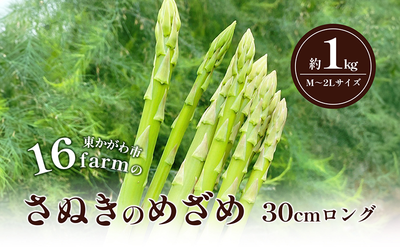 16farmのアスパラ「さぬきのめざめ30cmロング」M～2Lサイズ1kg アスパラガス さぬきのめざめ ロングアスパラ 野菜 やさい 新鮮 東かがわ