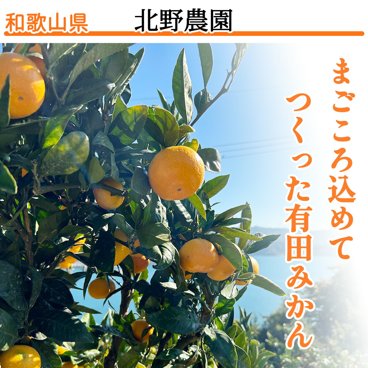 DZ6013n_Y_01_【直営限定】【2025年1月発送】秀品 有田みかん