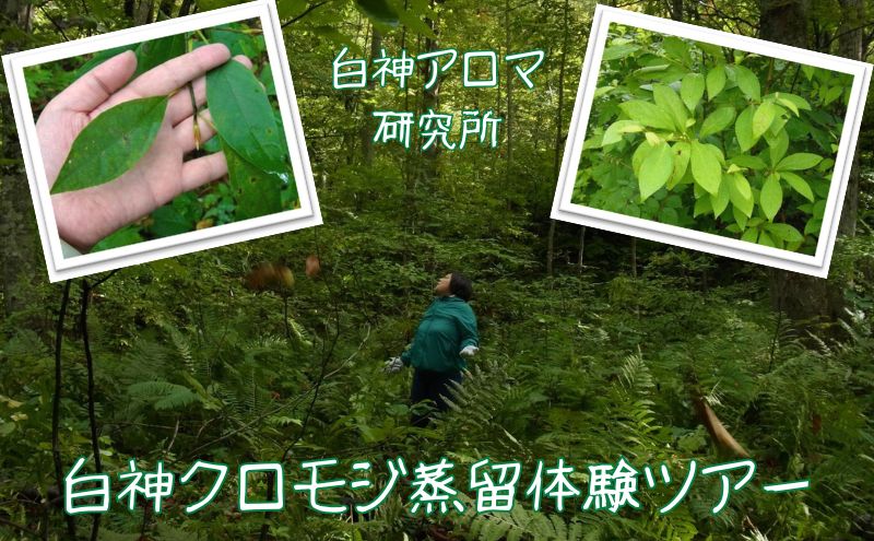 【青森県鰺ヶ沢町】【白神アロマ研究所】5名様まで参加可能!白神クロモジ蒸留体験ツアー(昼食付)