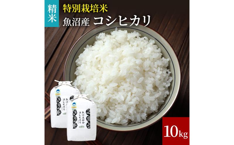 [令和6年産 新米先行受付][令和6年産]米農家自慢の特別栽培米魚沼産コシヒカリ(精米)10kg 白米 お米 こめ コメ 魚沼産コシヒカリ こしひかり 魚沼