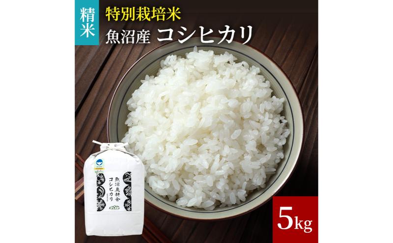 [令和6年産 新米先行受付][令和6年産]米農家自慢の 特別栽培米 魚沼産 コシヒカリ(精米)5kg×1袋 白米 お米 こめ コメ 魚沼産コシヒカリ こしひかり 魚沼