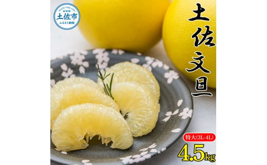 土佐文旦特大(3L-4L) サイズ4.5kg 大玉 ぶんたん ブンタン 果物 くだもの 柑橘 フルーツ お取り寄せ 農家直送 おいしい 美味しい 旬 ＜先行予約 2025年2月上旬より順次発送＞