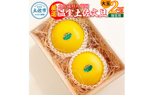 厳選 温室土佐文旦 贈答用木箱入り 大玉 2玉 約600g×2個 ぶんたん ブンタン フルーツ 柑橘 みかん 果物 くだもの 土佐文旦の藤岡 旬 プレゼント ギフト 贈答 贈り物 お歳暮