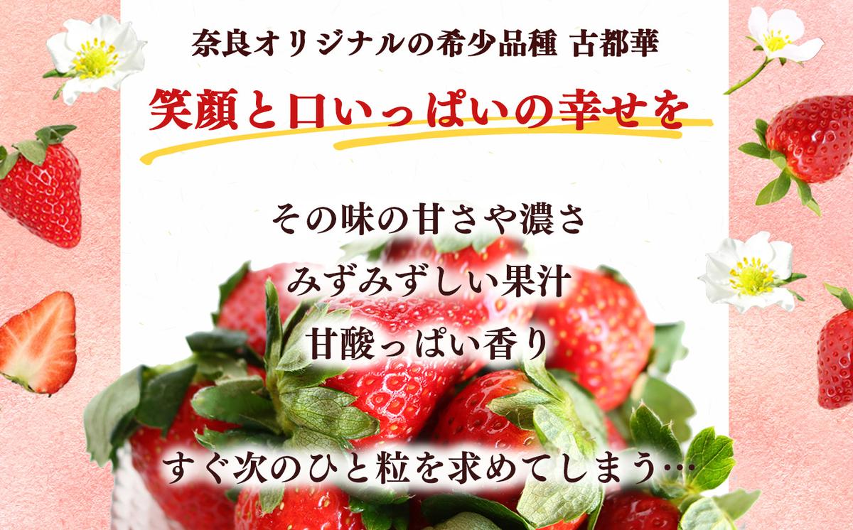 奈良県平群町のふるさと納税 【定期便2回】いちご 平群の古都華 2L ～ 3L サイズ （2パック×2回）計4パック 扇田農園