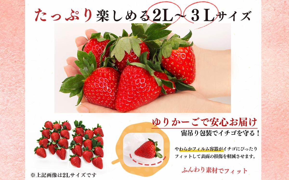 奈良県平群町のふるさと納税 【定期便2回】いちご 平群の古都華 2L ～ 3L サイズ （2パック×2回）計4パック 扇田農園