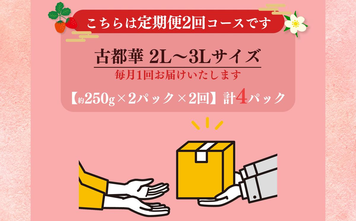 奈良県平群町のふるさと納税 【定期便2回】いちご 平群の古都華 2L ～ 3L サイズ （2パック×2回）計4パック 扇田農園