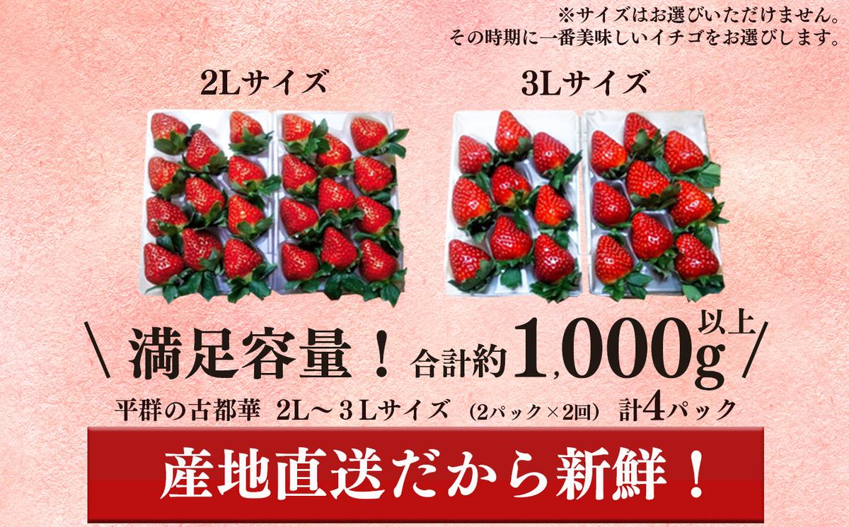 奈良県平群町のふるさと納税 【定期便2回】いちご 平群の古都華 2L ～ 3L サイズ （2パック×2回）計4パック 扇田農園