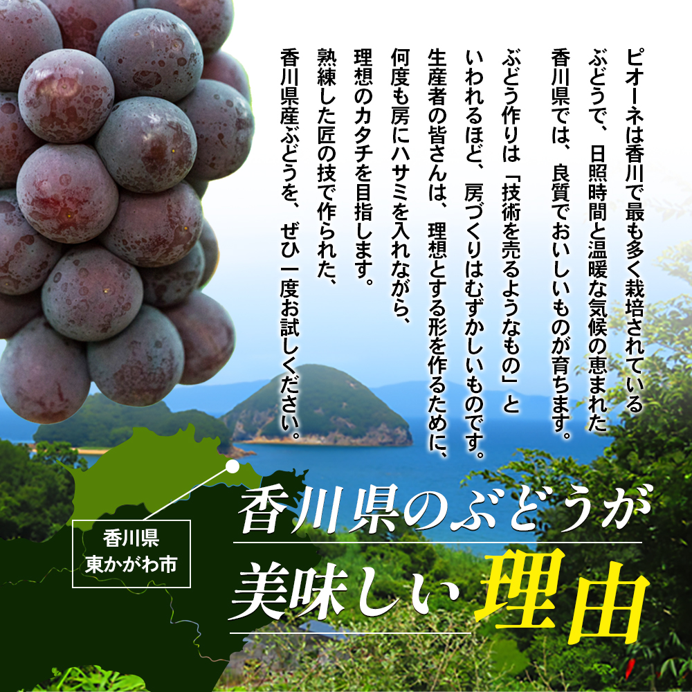 香川県東かがわ市のふるさと納税 ハウスピオーネ 大房 3～6房 2kg 化粧箱 黒い真珠 ピオーネ 葡萄 ぶどう ブドウ フルーツ 果物 くだもの 果実 旬の果物 旬のフルーツ 贈答用 ギフト プレゼント 香川 香川県 東かがわ市