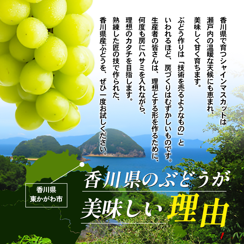 香川県東かがわ市のふるさと納税 シャインマスカット 2～5房 2kg 家庭用 マスカット 葡萄 ぶどう ブドウ フルーツ 果物 くだもの 果実 旬の果物 旬のフルーツ 香川 香川県 東かがわ市