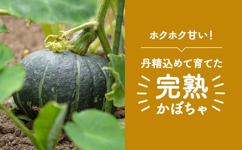 北海道月形町のふるさと納税 北海道 月形町産 かぼちゃ 虹ロマン 5～6個 約10kg 1箱 南瓜 カボチャ 野菜 旬 ホクホク 甘い パンプキン ハロウィン お取り寄せ 自家用 人気 おすすめ 産地直送 月形農業協同組合 送料無料 月形