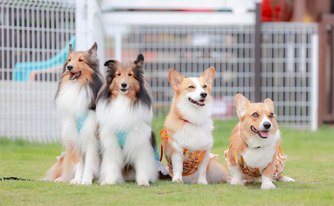 北海道南富良野町のふるさと納税 エゾシカ肉を使った愛犬のおやつD 南富フーズ株式会社 鹿肉 ジビエ 餌 犬 猫 鹿 詰め合わせ ペット 健康 無添加 肉 北海道 南富良野町 エゾシカ