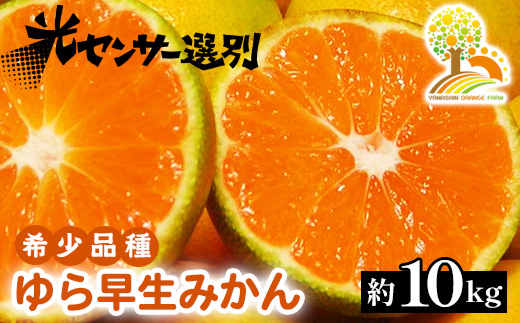 ゆら早生 みかん 濃厚な味わい 約10kg 希少品種《有機質肥料100％》極早生 ｜ 由良 ゆら 早生 わせ 柑橘 果物 くだもの フルーツ 和歌山 有田 ※2024年10月上旬～10月下旬頃に順次発送予定 ※北海道・沖縄・離島への配送不可