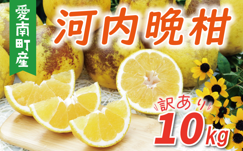 訳あり 河内晩柑 樹齢 30年以上 10kg （ サイズ おまかせ ） 7000円 みかん かわちばんかん 愛南ゴールド あいなん ゴールド 美生柑 文旦 グレープフルーツ 和製 家庭用 産地直送 国産 農家直送 期間限定 数量限定 ビタミン 特産品 ゼリー ジュース マーマレード ピール ドライフルーツ 人気 限定 さわやか 甘い フルーツ 果物 柑橘 蜜柑 規格外 愛南町 愛媛県 果樹園みどり