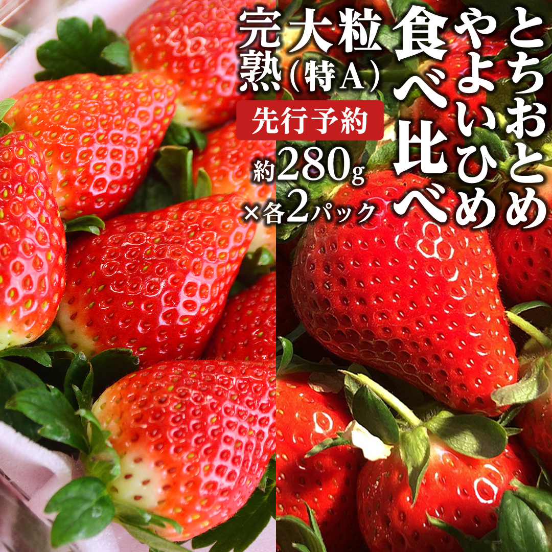 茨城県桜川市のふるさと納税 【 2025年1月上旬発送開始 】完熟！ やよいひめ 約280g×2P・とちおとめ 約280g×2P 食べ比べ 国産 いちご イチゴ 苺 [BC008sa]