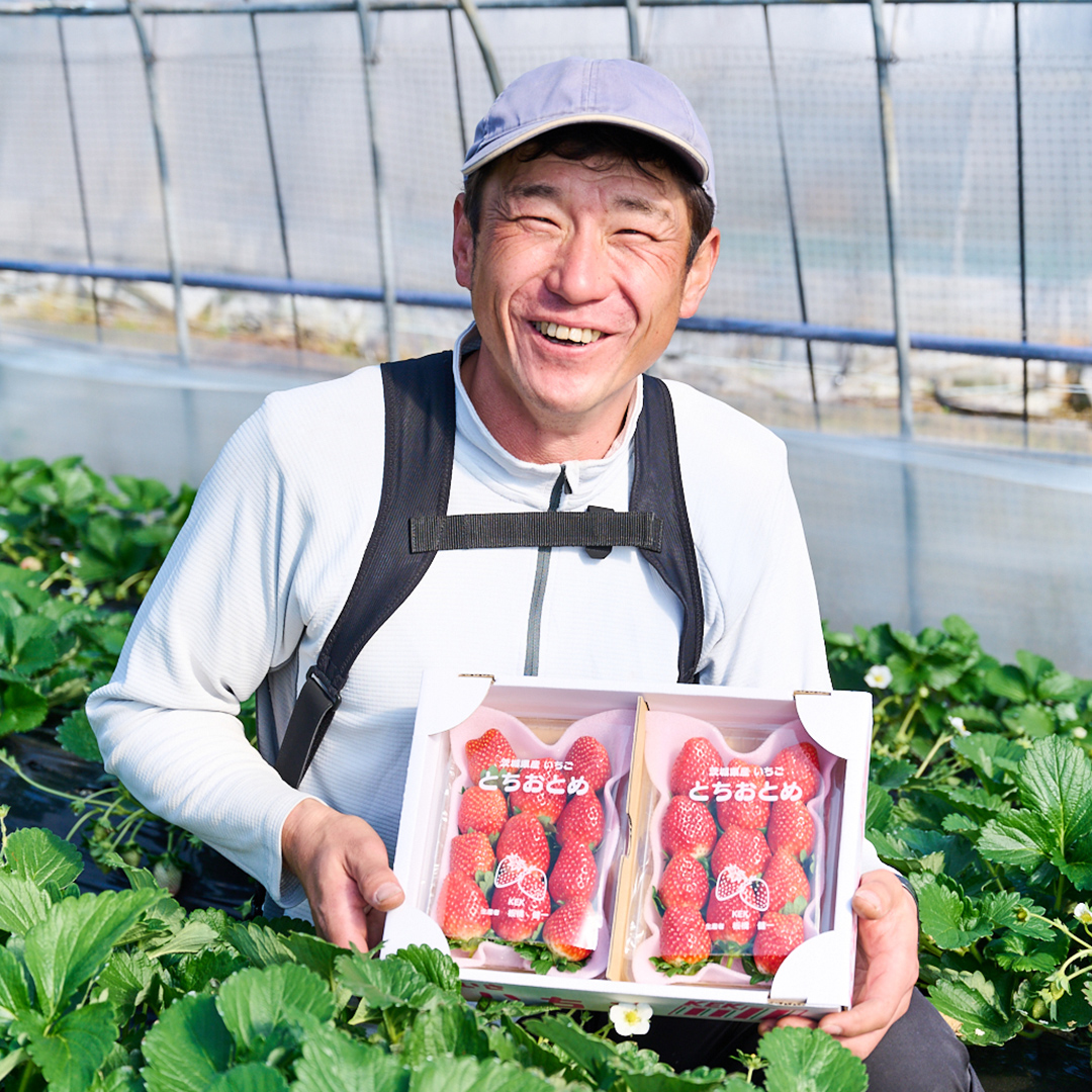 茨城県桜川市のふるさと納税 【 2025年1月上旬発送開始 】完熟！ やよいひめ 約280g×2P・とちおとめ 約280g×2P 食べ比べ 国産 いちご イチゴ 苺 [BC008sa]