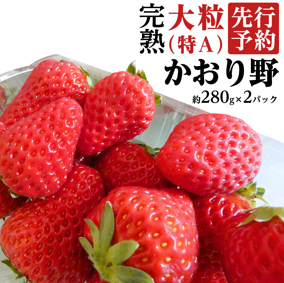 茨城県桜川市のふるさと納税 【 2025年1月上旬発送開始 】 完熟 かおり野 約280g×2P 国産 いちご イチゴ 苺 [BC024sa]