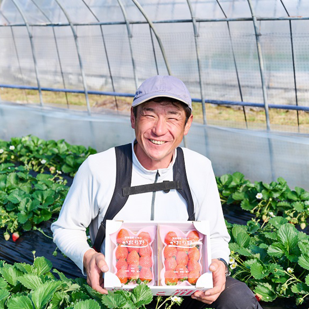 茨城県桜川市のふるさと納税 【 2025年1月上旬発送開始 】 完熟 かおり野 約280g×2P 国産 いちご イチゴ 苺 [BC024sa]