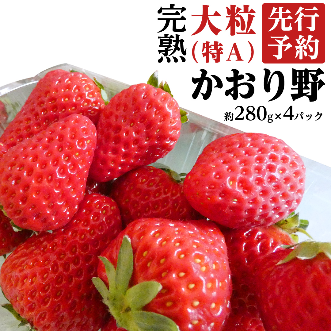 茨城県桜川市のふるさと納税 【 2025年1月上旬発送開始 】 完熟 かおり野 約280g×4P 国産 いちご イチゴ 苺 [BC032sa]