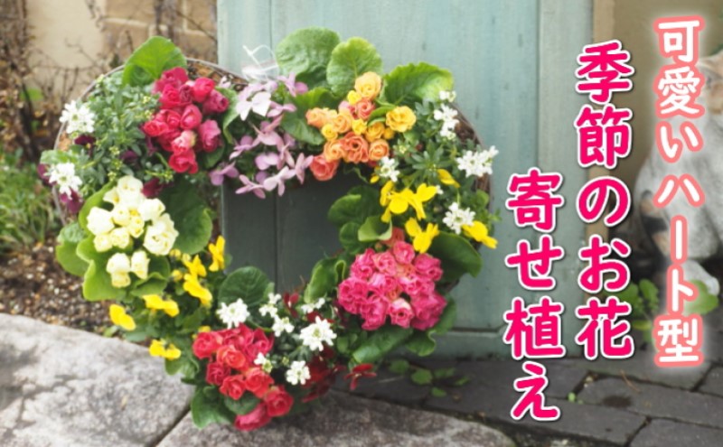 芸能人愛用 image.jpg?1725497910 鉢花