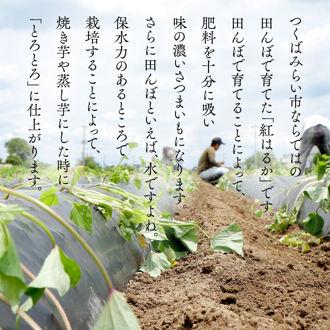 茨城県つくばみらい市のふるさと納税 【 先行予約 】【 9月中旬 発送開始 】【 訳あり 】 さつまいも ！ 紅はるか 5kg サツマイモ 芋 いも べにはるか 茨城 美味しい おいしい ワケアリ 訳アリ [BK09-NT]