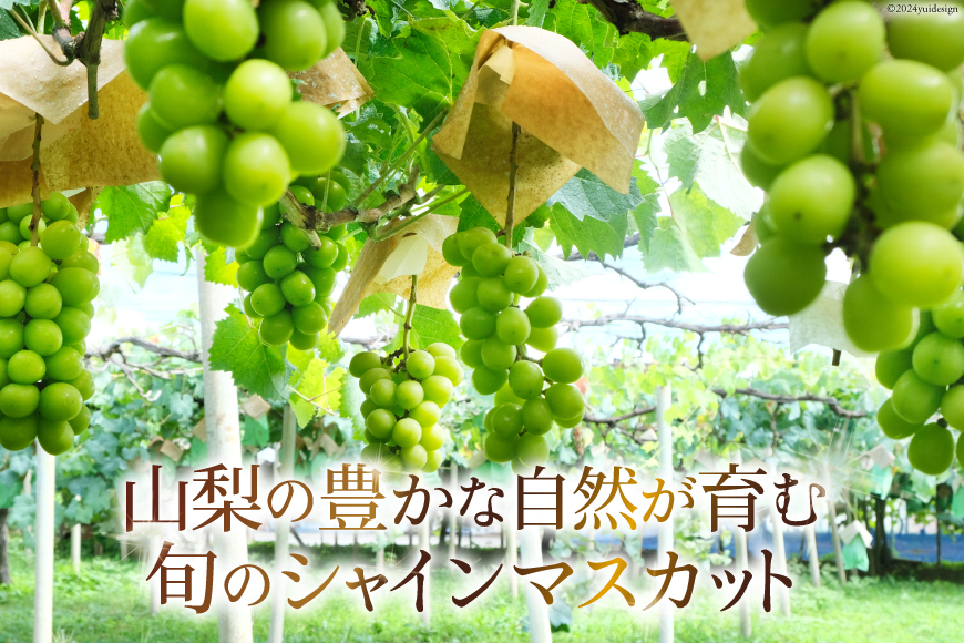 山梨県中央市のふるさと納税 【2025年発送】ぶどう 山梨県産 シャインマスカット1kg以上 2房 [株式会社えべし 山梨県 中央市 21470877] フルーツ 果物 くだもの ブドウ シャイン マスカット 葡萄 期間限定 季節限定