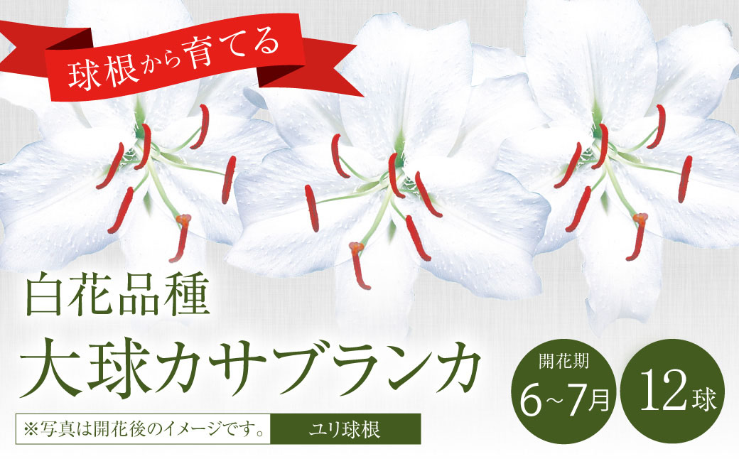 【2024年10月上旬発送開始】ユリ球根 大球カサブランカ 12球 白花品種 花 フラワー 園芸 ガーデニング 植物 高品質 送料無料