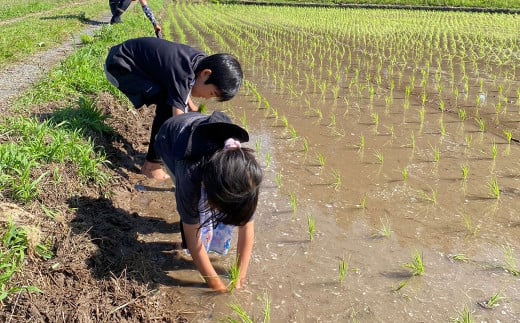 宮崎県えびの市のふるさと納税 【令和６年度】新米 えびの産 ヒノヒカリ 5kg 米 お米 白米 ごはん 精米 おこめ ひのひかり おにぎり お弁当 お取り寄せ 冷めても美味しい 甘み もちもち 宮崎県 えびの市 自然の恵み 送料無料【11月上旬より順次発送】