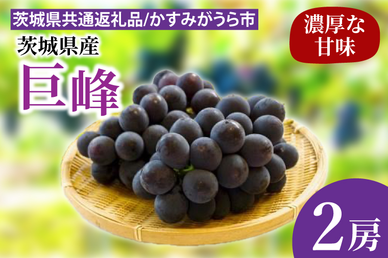 巨峰 2房（茨城県共通返礼品：かすみがうら市産）※2024年8月初旬～2024年10月下旬頃に順次発送予定（CD020）