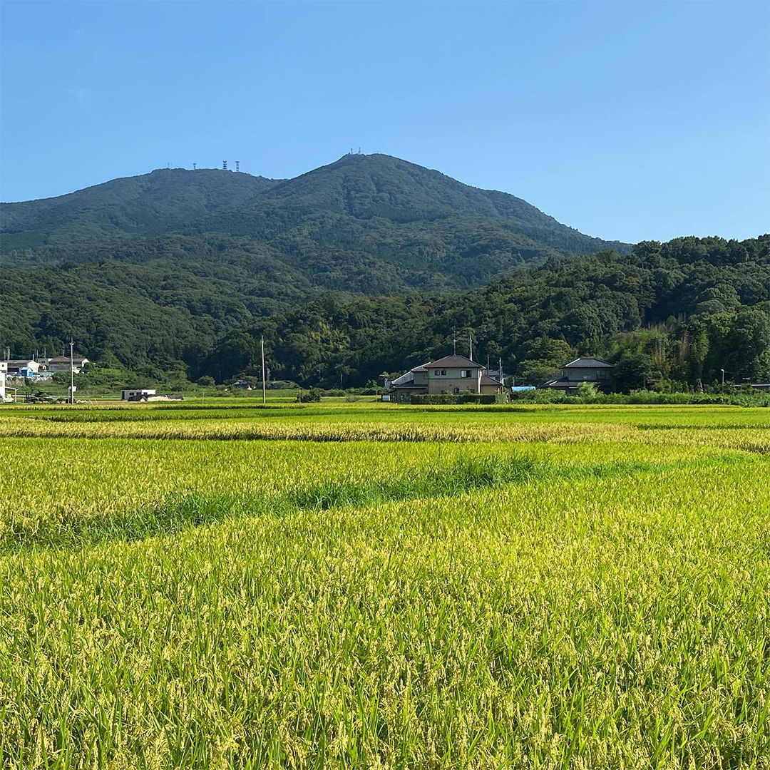 茨城県桜川市のふるさと納税 【 令和6年産 新米 】 茨城県産 コシヒカリ 「 羽鳥米 」 10kg ( 5kg × 2袋 ) 米 お米 コメ 白米 ごはん 精米 国産 茨城県 桜川市 限定 期間限定 数量限定 幻の米[AX003sa]