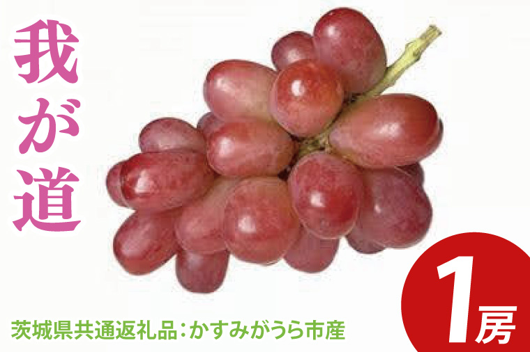 我が道 1房（茨城県共通返礼品：かすみがうら市産）　※2024年9月初旬～2024年10月下旬頃に順次発送予定（CD031）