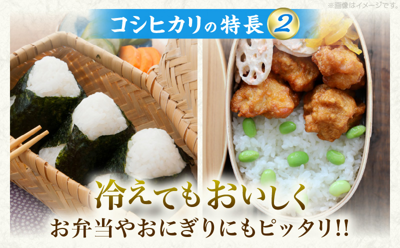 宮崎県日南市のふるさと納税 新米 コシヒカリ お米 10kg ご飯 ライス 国産 令和6年産 数量限定 期間限定 人気 食品 精米 白米 こしひかり 有洗米 おにぎり お弁当 炊き込みご飯 雑炊 ギフト プレゼント 贈り物 お取り寄せ 産地直送 宮崎県 日南市 送料無料_CC52-24