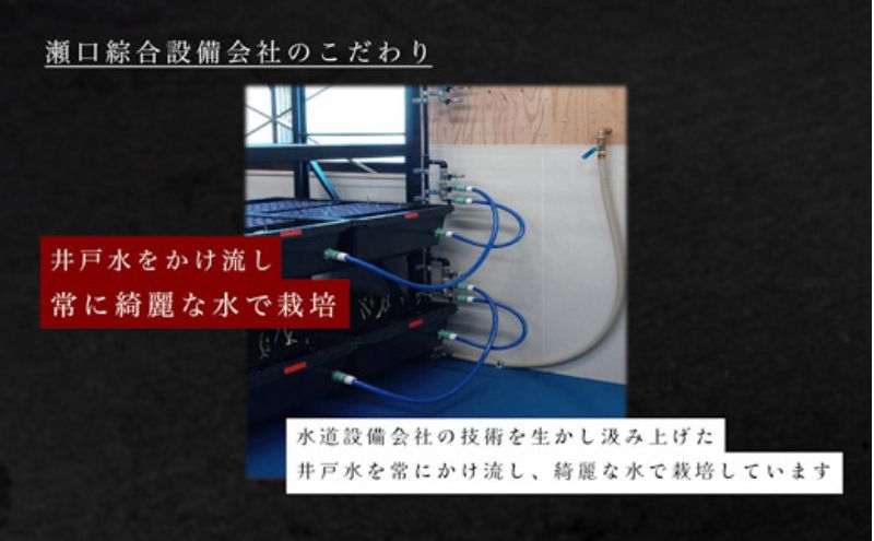 岐阜県海津市のふるさと納税 発芽にんにく餃子30個入り3パック にんにく にんにくたっぷり 国産にんにく 発芽にんにく 冷凍 臭わない おつまみ おかず 総菜 餃子専門店 ぎょうざ 工場直売 まとめ買い