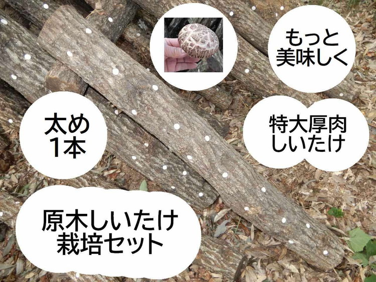 DR06_原木しいたけ栽培セット もっと美味しく、肉厚に BCEXL1