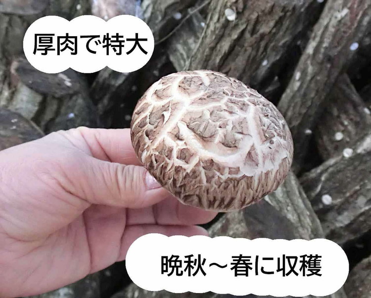 しいたけ原木予約受付中 - 亀岡市森林組合