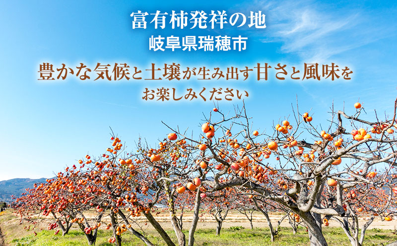 富有柿の発祥の地 瑞穂市！！】富有柿 贈答用 12個入り [№5787