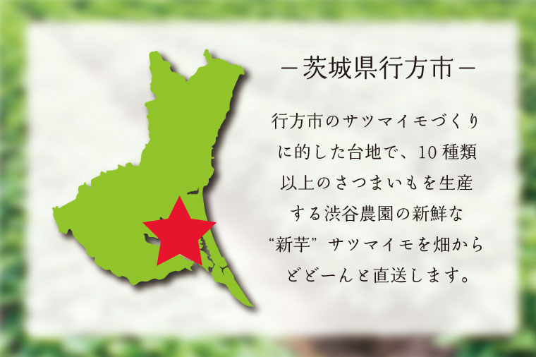 茨城県行方市のふるさと納税 BZ-38　【2024年11月より順次発送】2024年度産 しっとり甘い淡いオレンジいも 『ほしあかね』約5kg