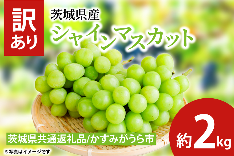 訳ありシャインマスカット 約2kg（茨城県共通返礼品：かすみがうら市産）　※2024年10月初旬～2024年10月下旬頃に順次発送予定（CD052）