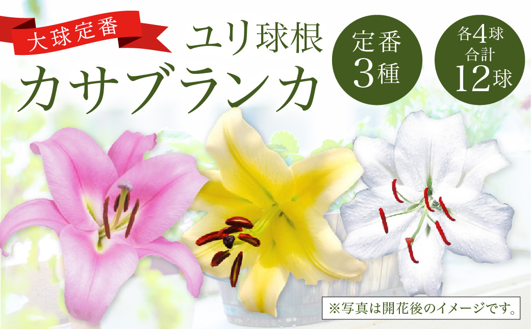 【2024年10月上旬発送開始】ユリ球根 カサブランカ 3種 各4球 合計12球 球根 大球定番 (カサブランカ・ゴールデンカサブランカ・ピンクカサブランカ) 花 フラワー セット 園芸 ガーデニング 植物 高品質 送料無料