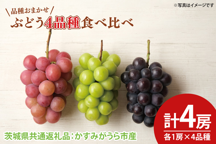 ぶどう4品種食べ比べ 各1房 計4房（茨城県共通返礼品：かすみがうら市産）　※2024年9月初旬～2024年10月下旬頃に順次発送予定（CD060）