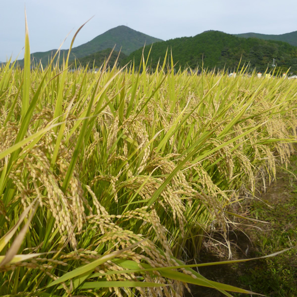 佐賀県神埼市のふるさと納税 【令和6年産 新米先行受付】さがびより 精米 10kg 【米 10kg お米 コメ おいしい ランキング 人気 国産 ブランド 地元農家】(H061269)